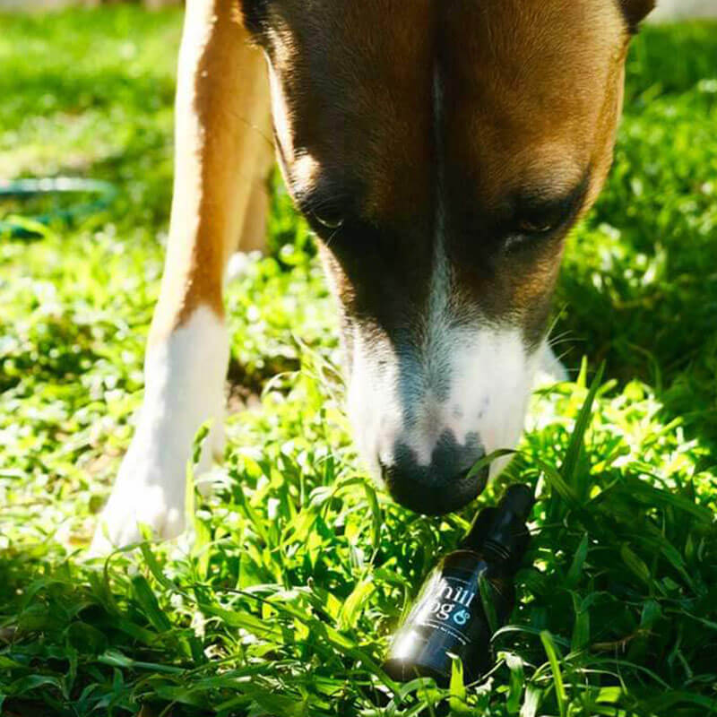 Chill Dog - Premium CBD Drops (20ml)