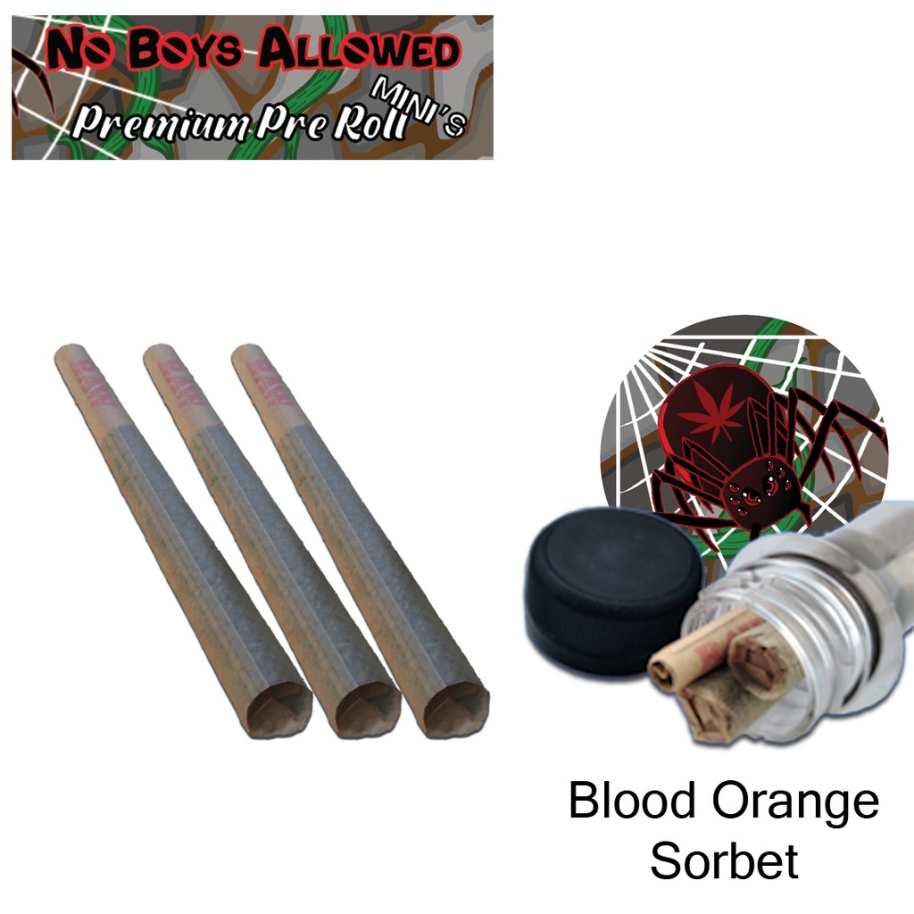 No Boys Allowed Premium Pre-Rolls - Mini's - Greendoor - Blood Orange Sorbet (Indica) 3's